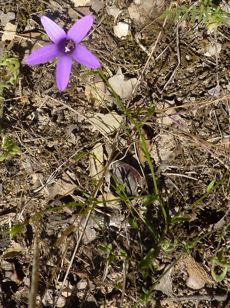 Campanula, quale?