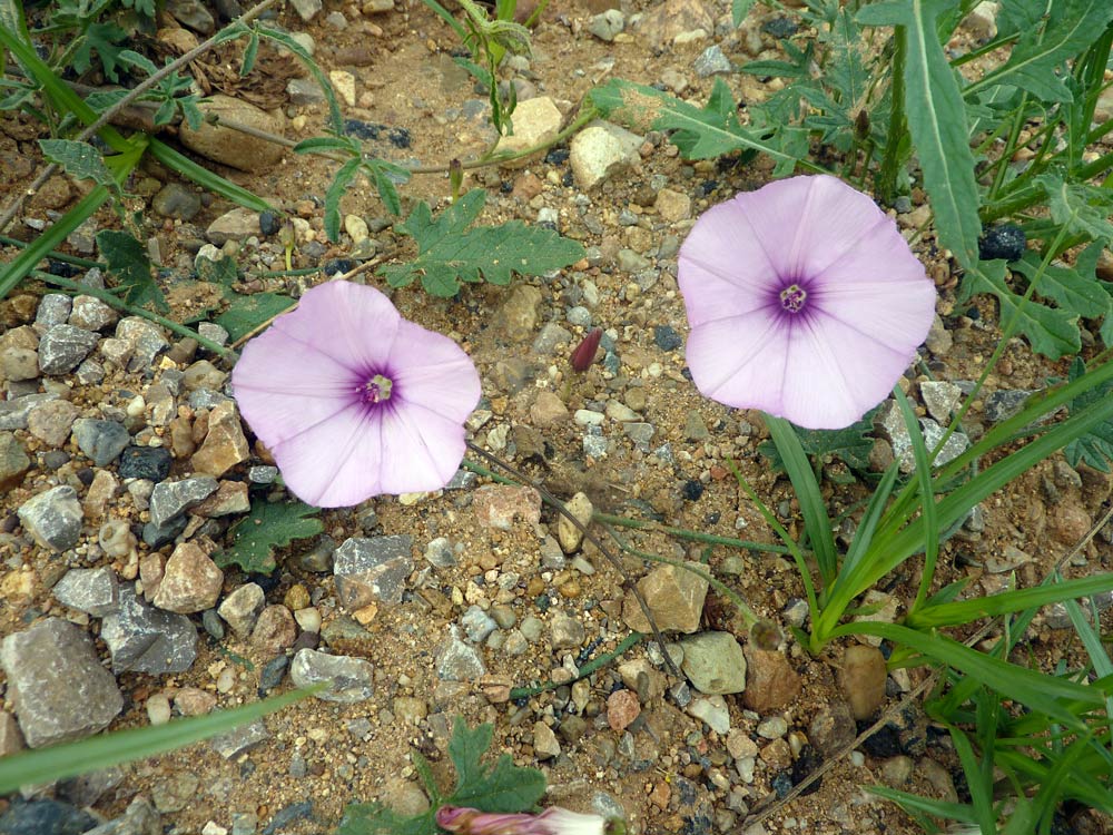 Convolvulus althaeoides / Vilucchio rosso