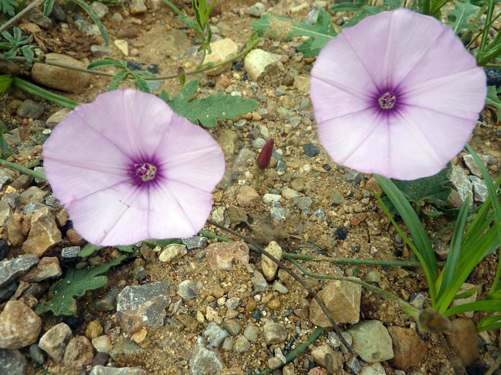 Convolvulus althaeoides / Vilucchio rosso