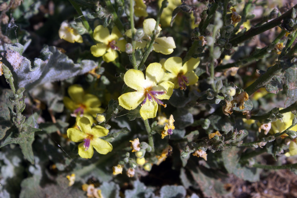 Verbascum sinuatum