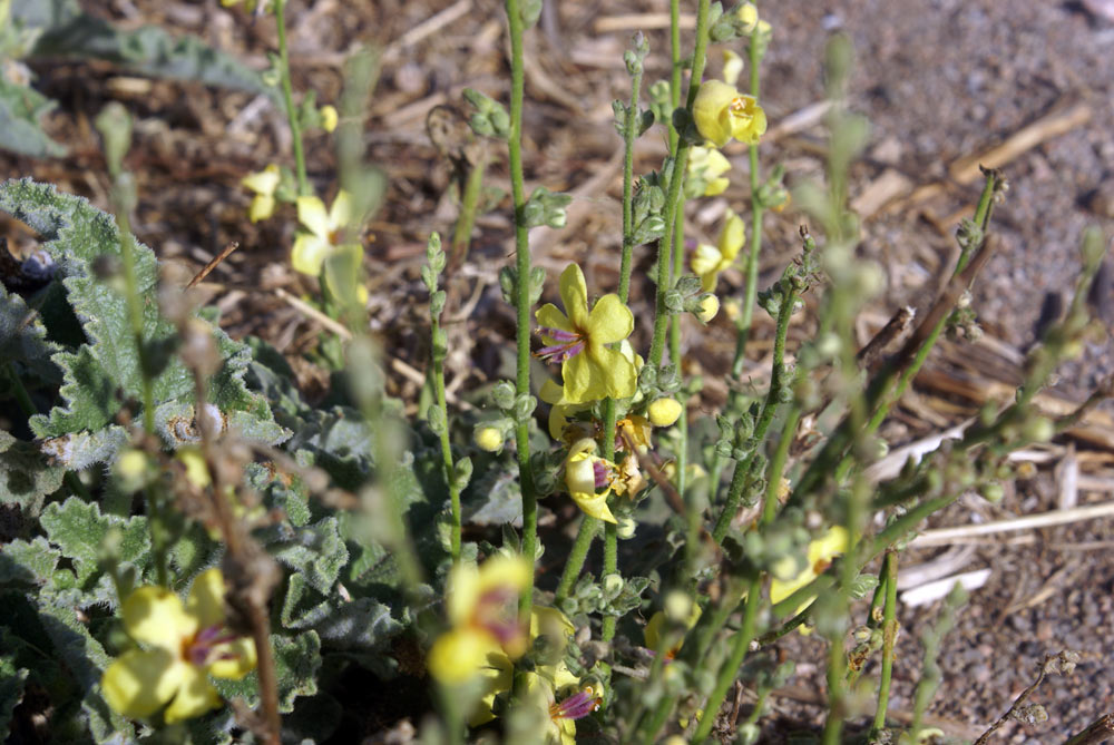 Verbascum sinuatum
