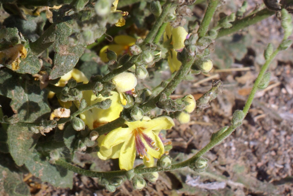 Verbascum sinuatum