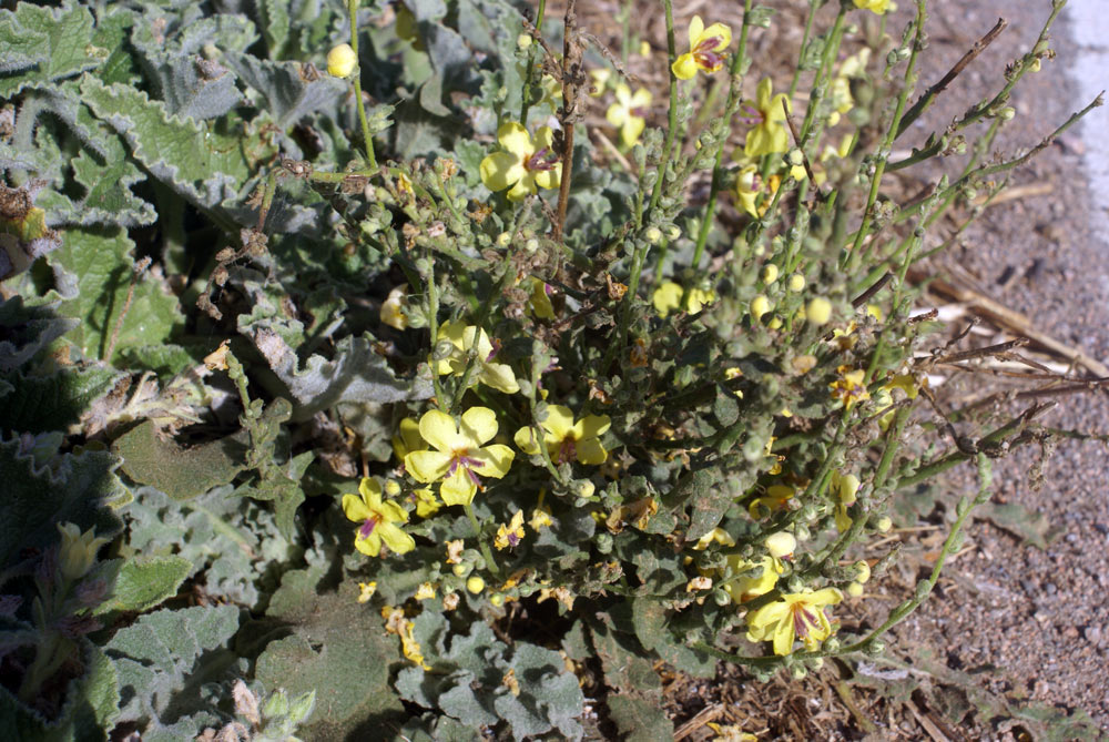 Verbascum sinuatum