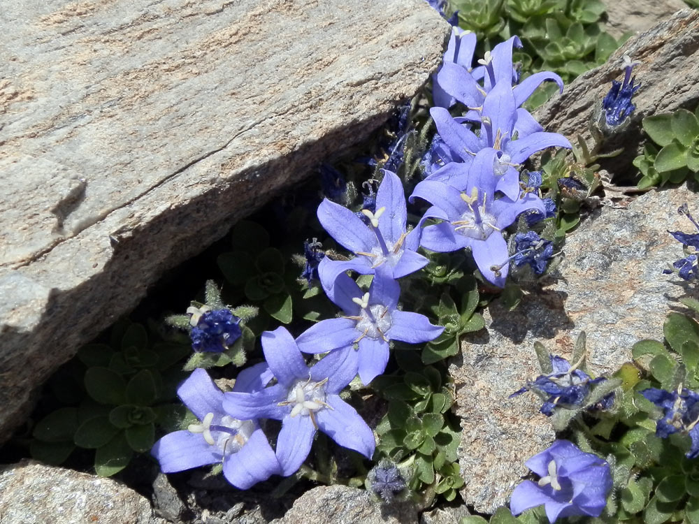 Campanula cenisia / Campanula del Moncenisio