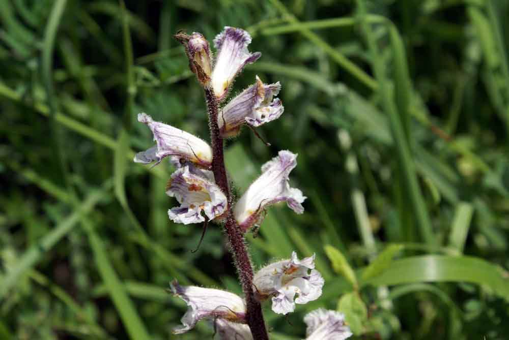 Orobanche crenata / Succiamele delle fave