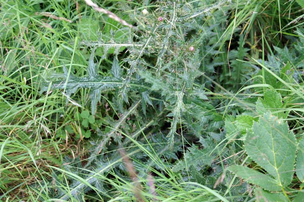 Cirsium palustre / Cardo di palude