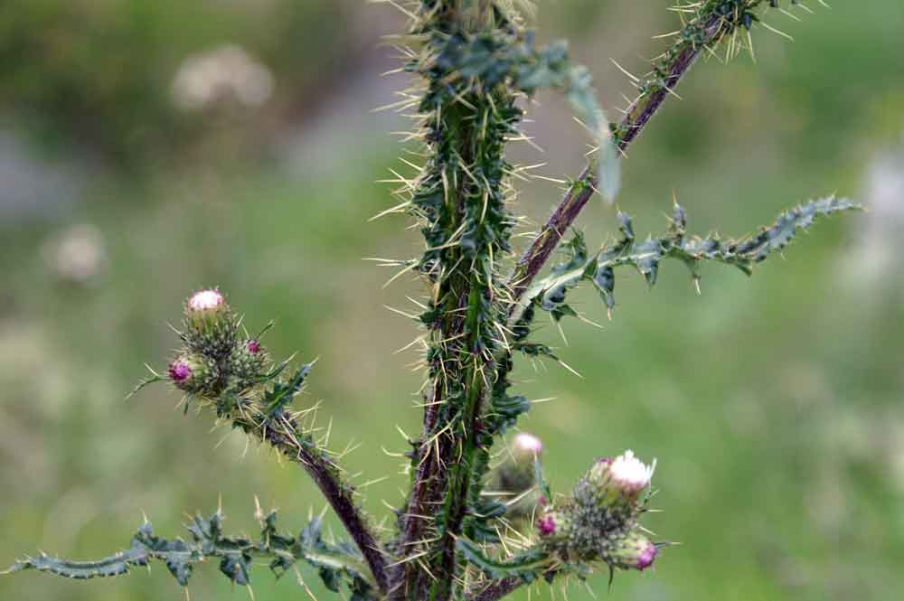 Cirsium palustre / Cardo di palude
