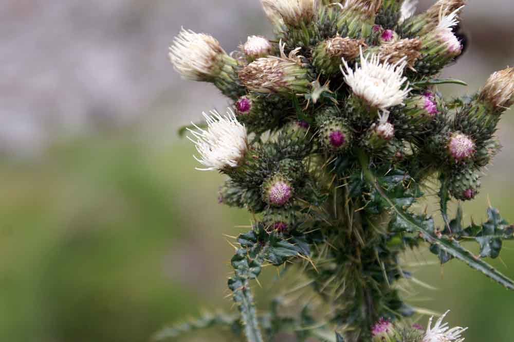 Cirsium palustre / Cardo di palude