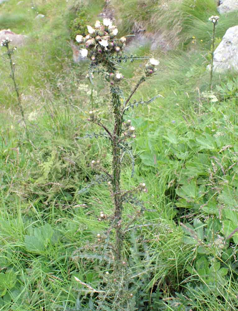 Cirsium palustre / Cardo di palude