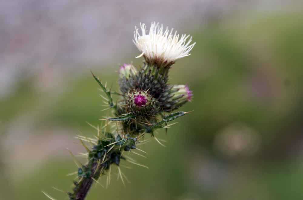 Cirsium palustre / Cardo di palude