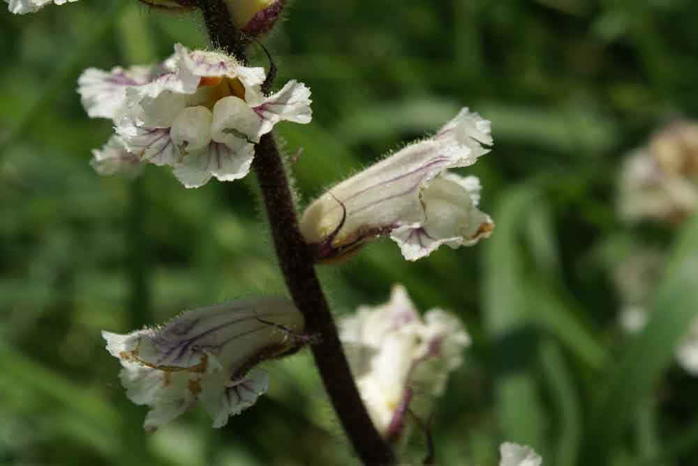 Orobanche crenata / Succiamele delle fave