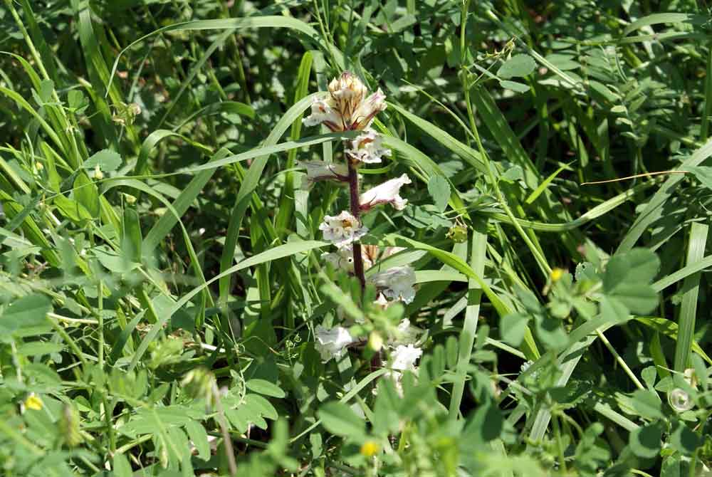 Orobanche crenata / Succiamele delle fave