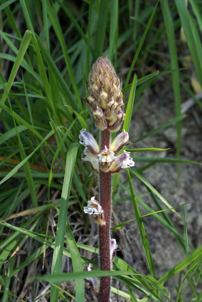 Orobanche crenata / Succiamele delle fave