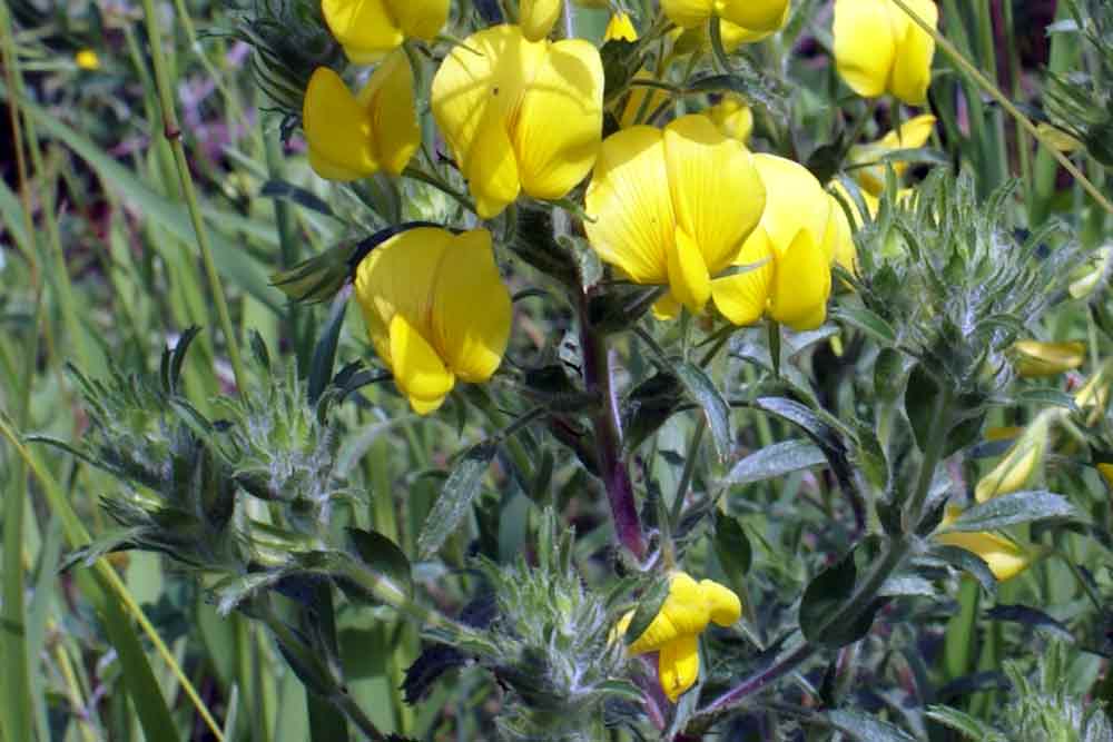 Appennino umbro 18 - Ononis sp.