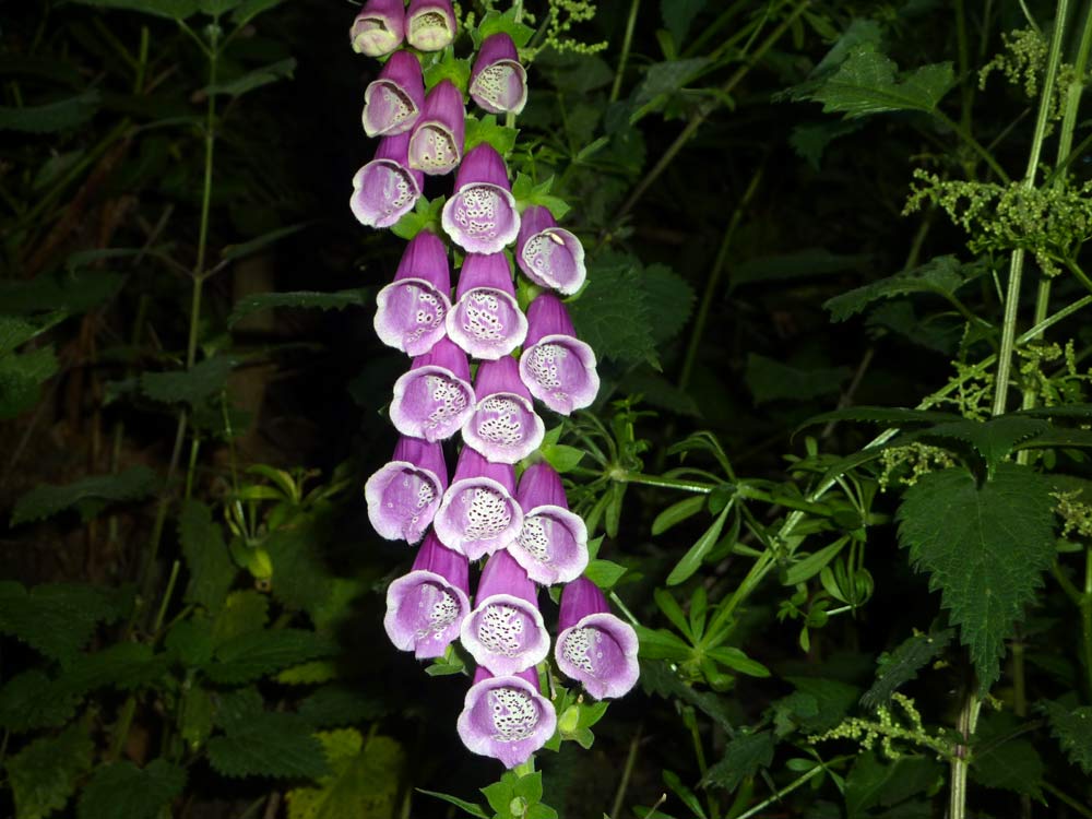 Digitalis purpurea / Digitale rossa