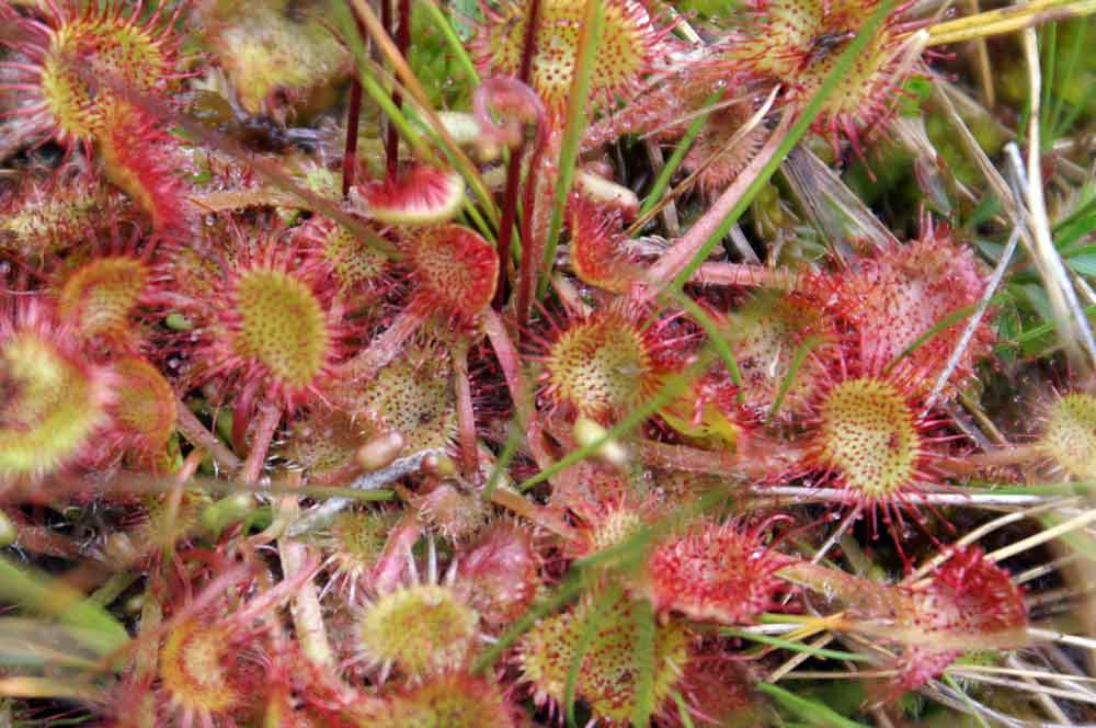 Drosera rotundifolia