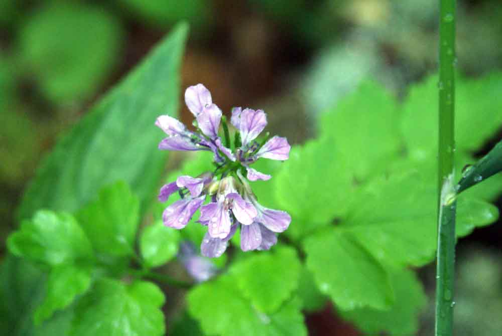 Appennino umbro: Cardamine chelidonia