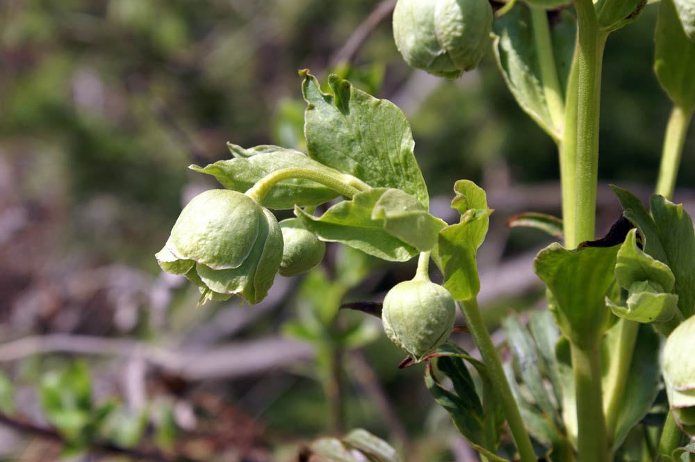 Helleborus foetidus