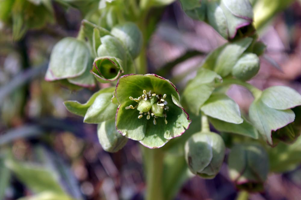 Helleborus foetidus
