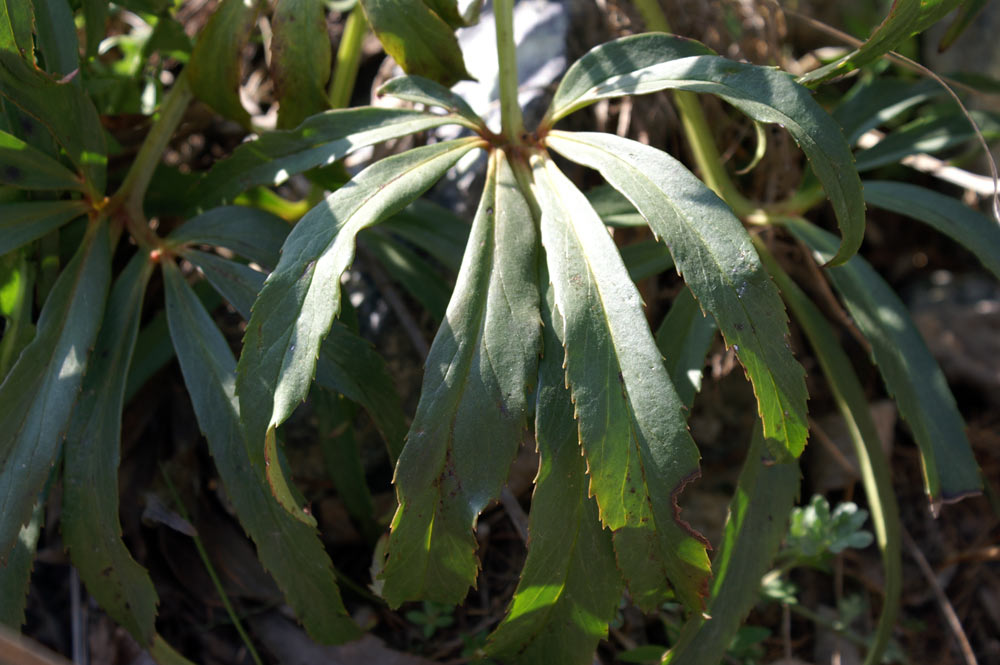 Helleborus foetidus