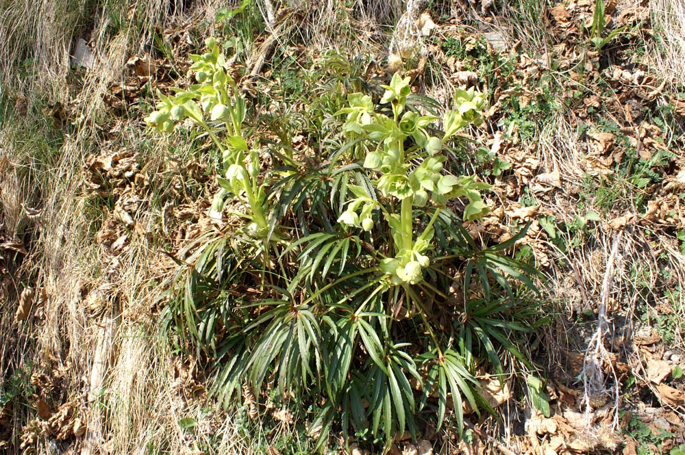 Helleborus foetidus