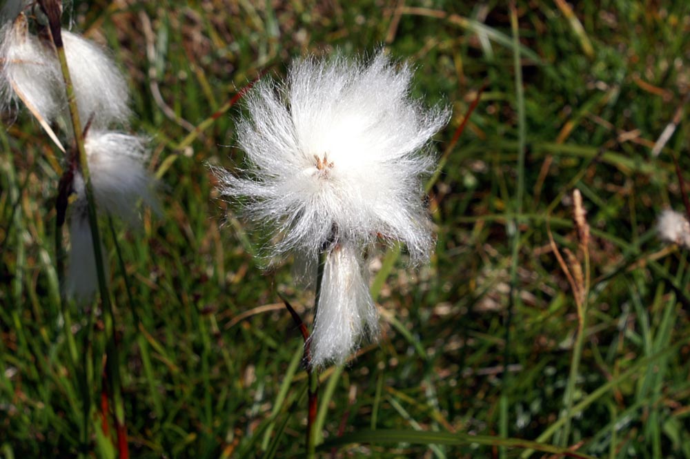 Eriophorum angustifolium