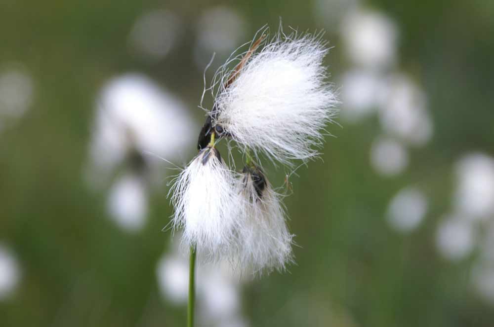 Eriophorum angustifolium