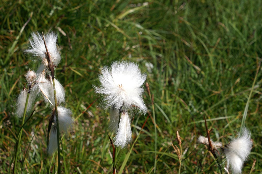 Eriophorum angustifolium