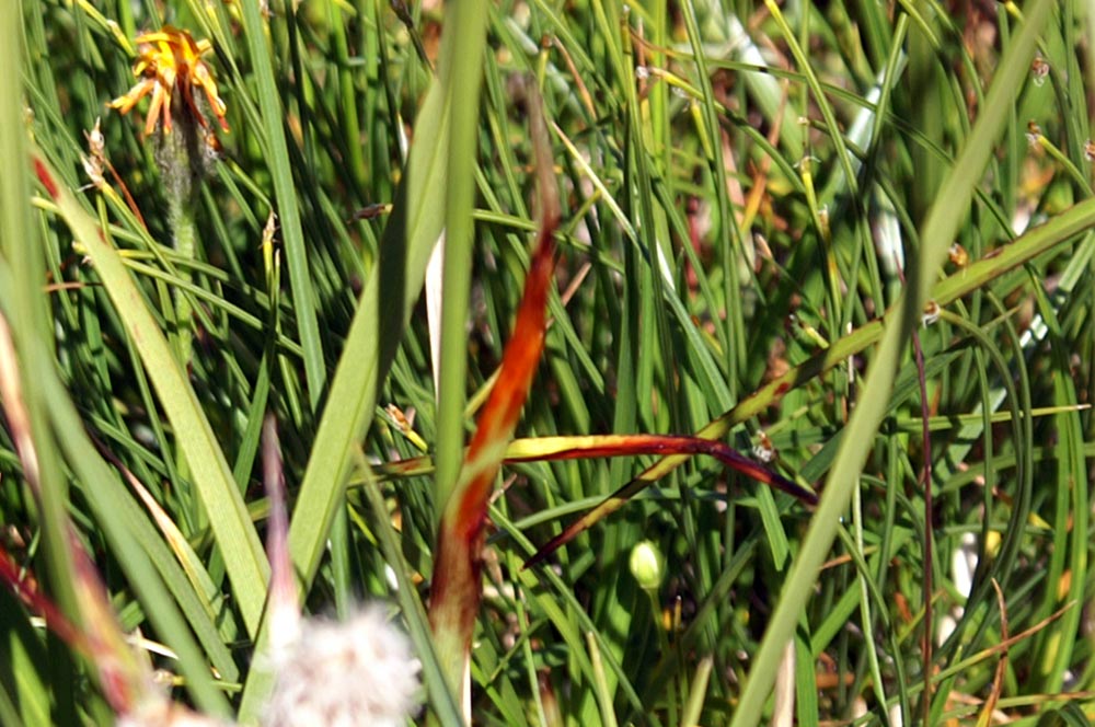 Eriophorum angustifolium