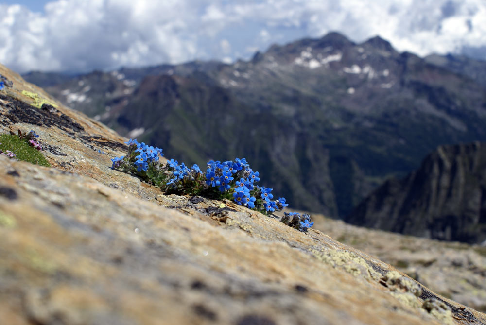 val d''Aosta - Eritichium nanum