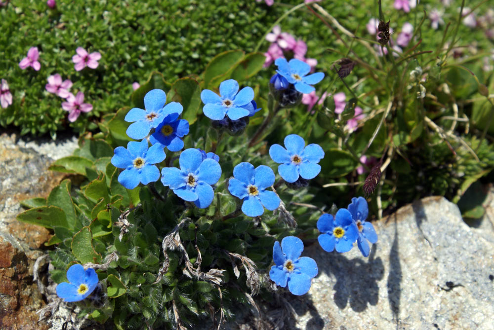 val d''Aosta - Eritichium nanum