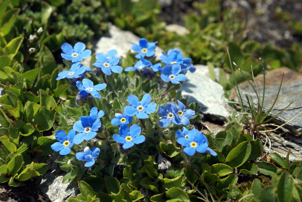 val d''Aosta - Eritichium nanum