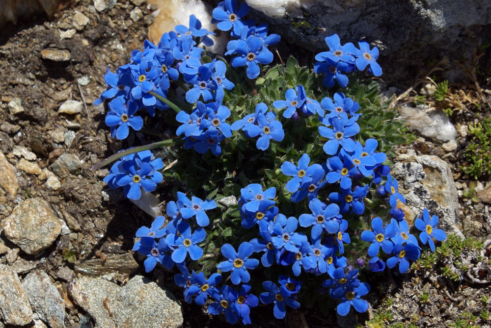 val d''Aosta - Eritichium nanum
