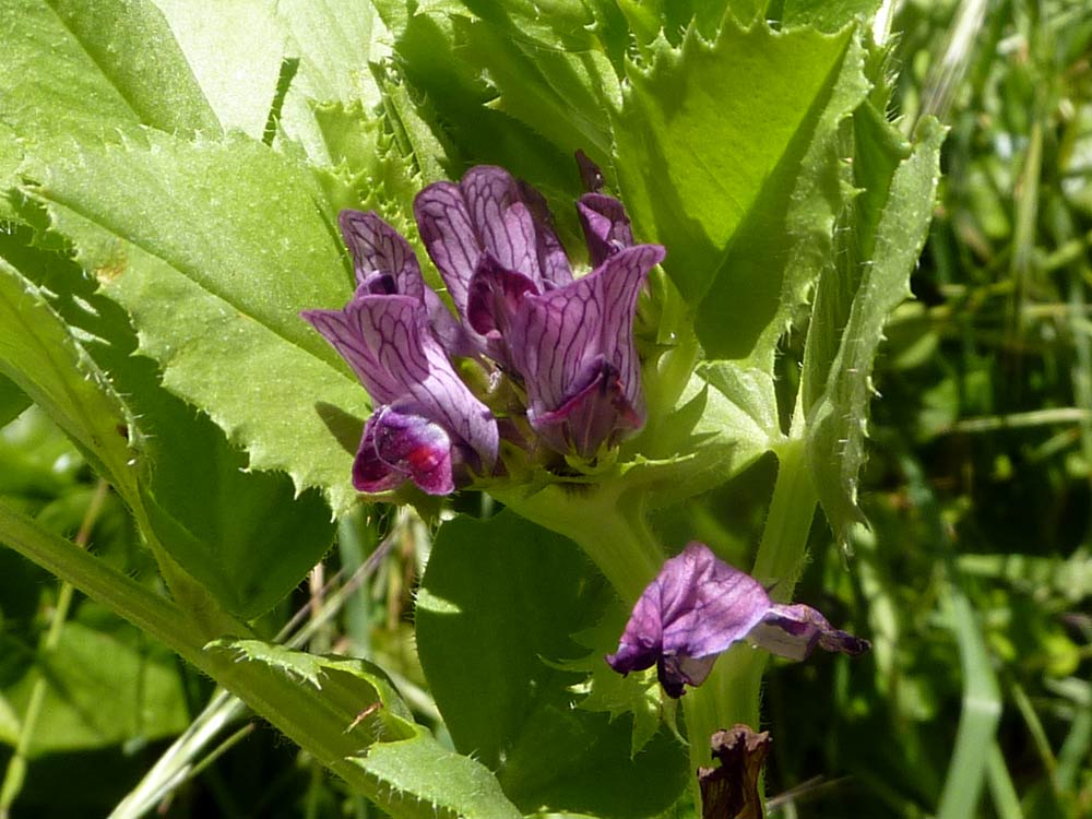 Vicia narbonensis / Veccia selvatica