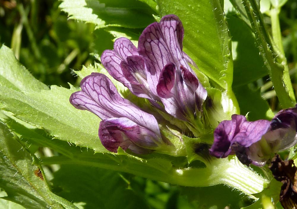 Vicia narbonensis / Veccia selvatica