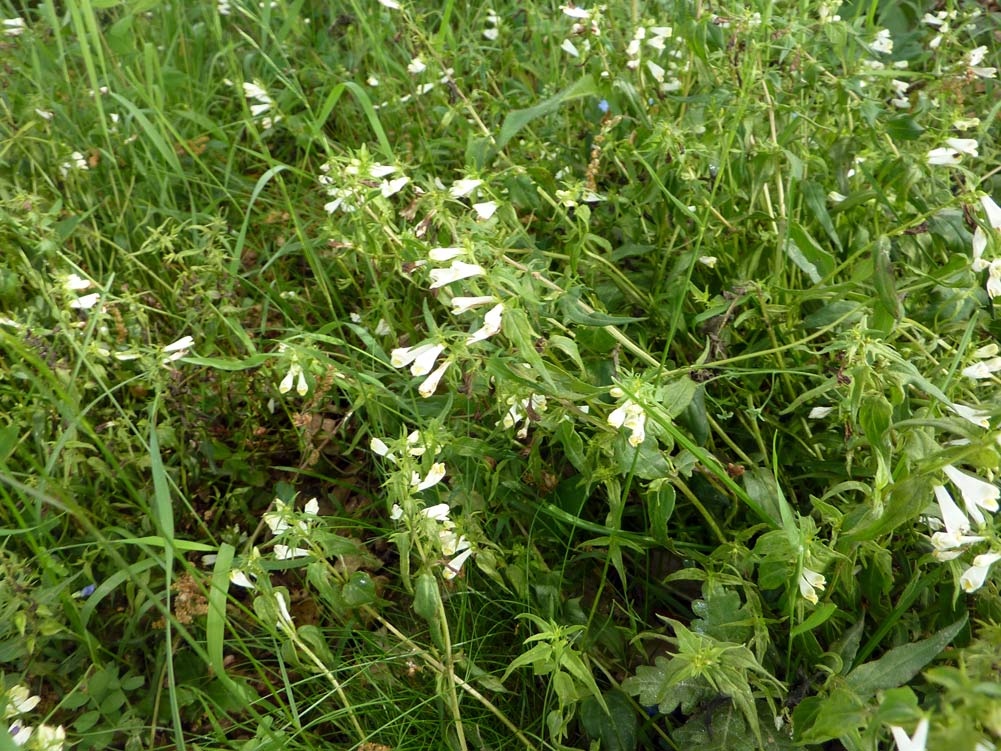 Melapyrum sp.