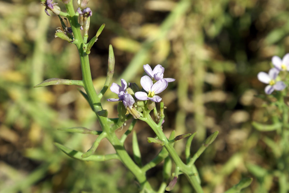 Cakile maritima