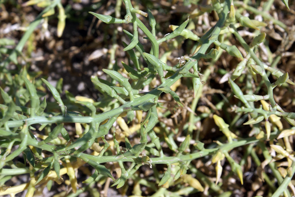 Cakile maritima