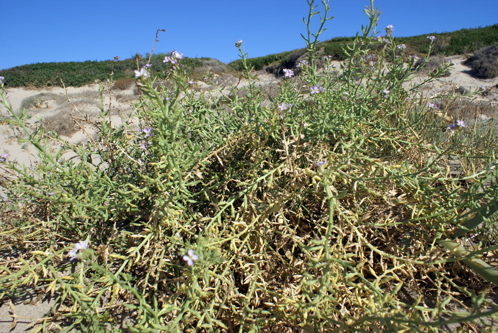 Cakile maritima