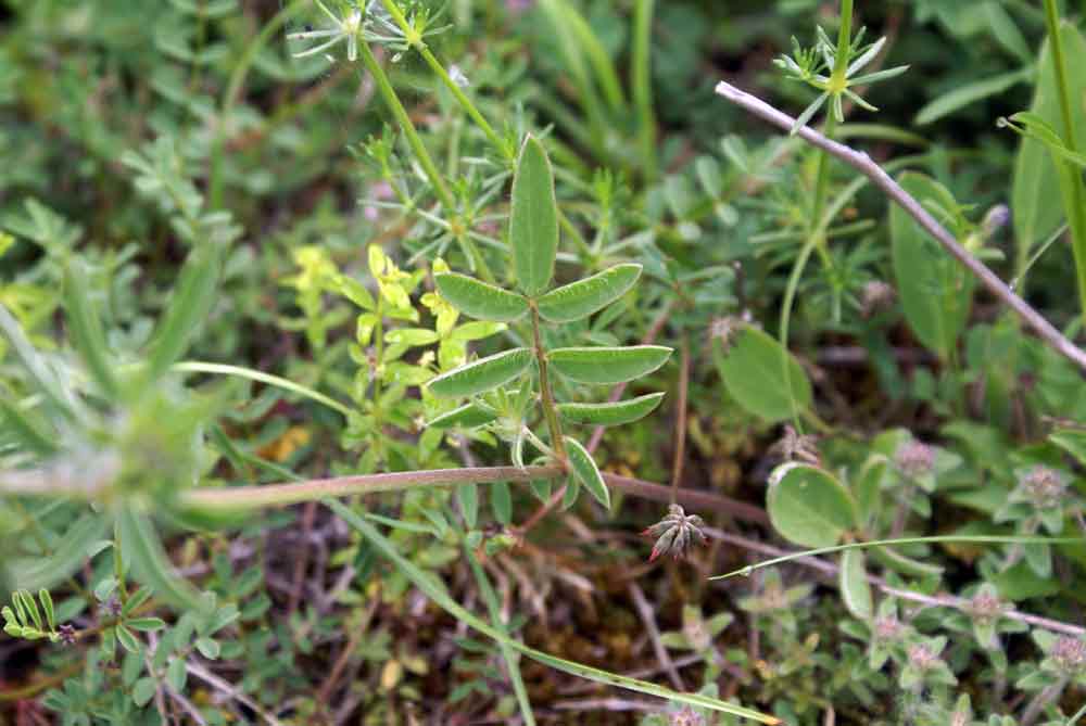 Appennino umbro : Antyllis vulneraria