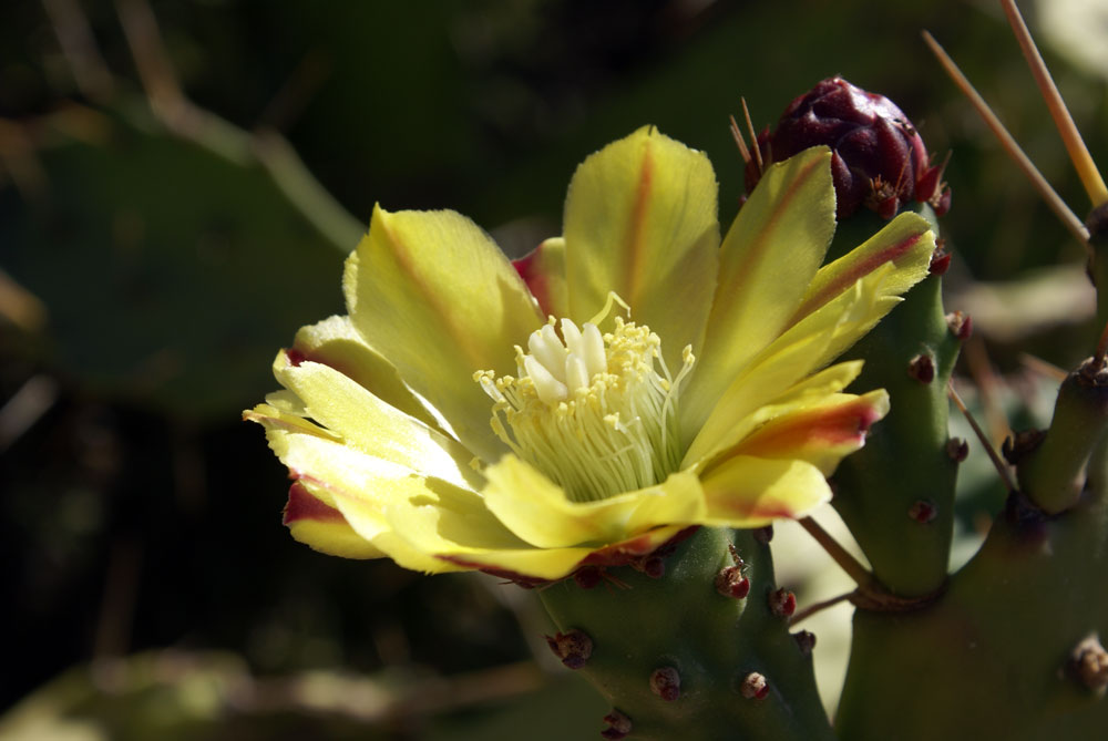 fico d''india  - Opuntia cfr. engelmannii