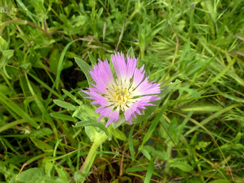 Centaurea pullata