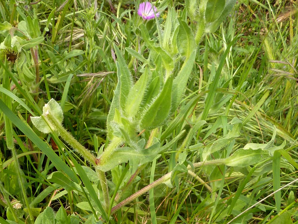 Centaurea pullata