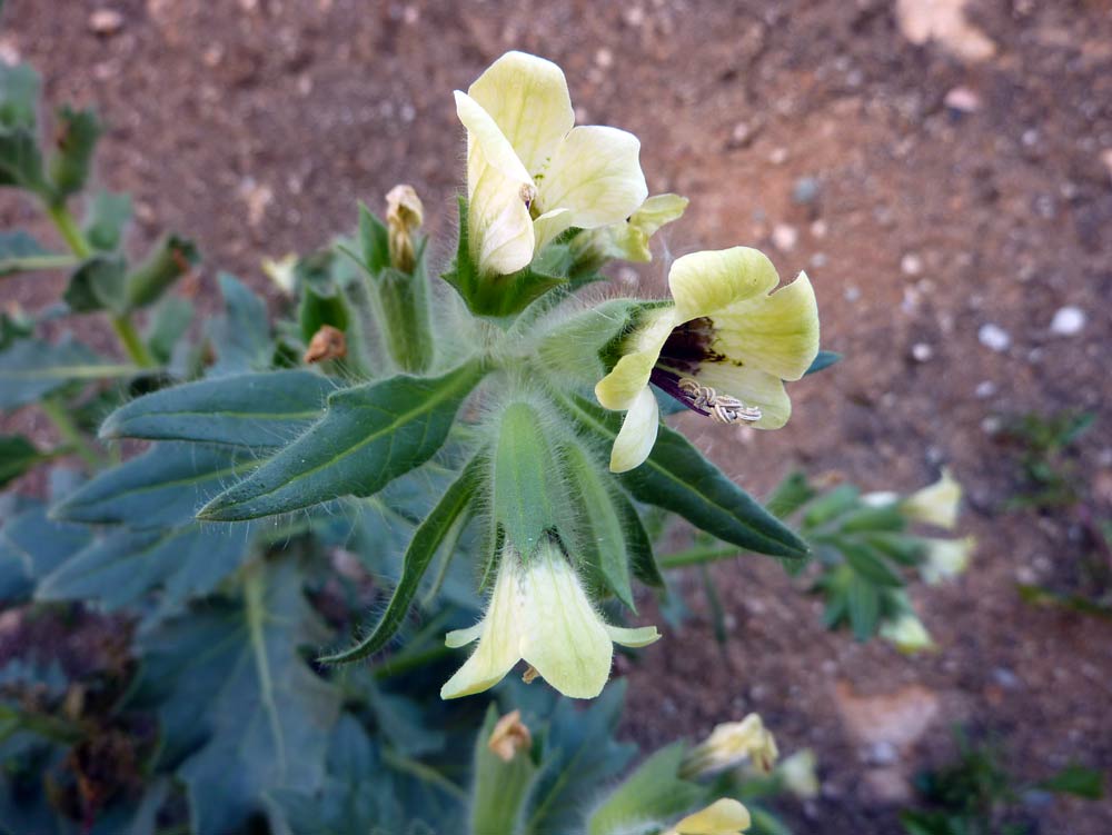 Hyoscyamus albus