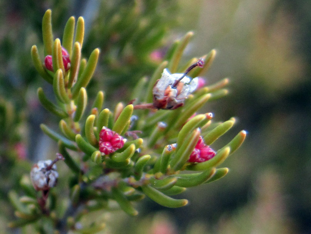 Erica arborea / Erica arborea
