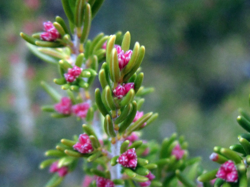 Erica arborea / Erica arborea
