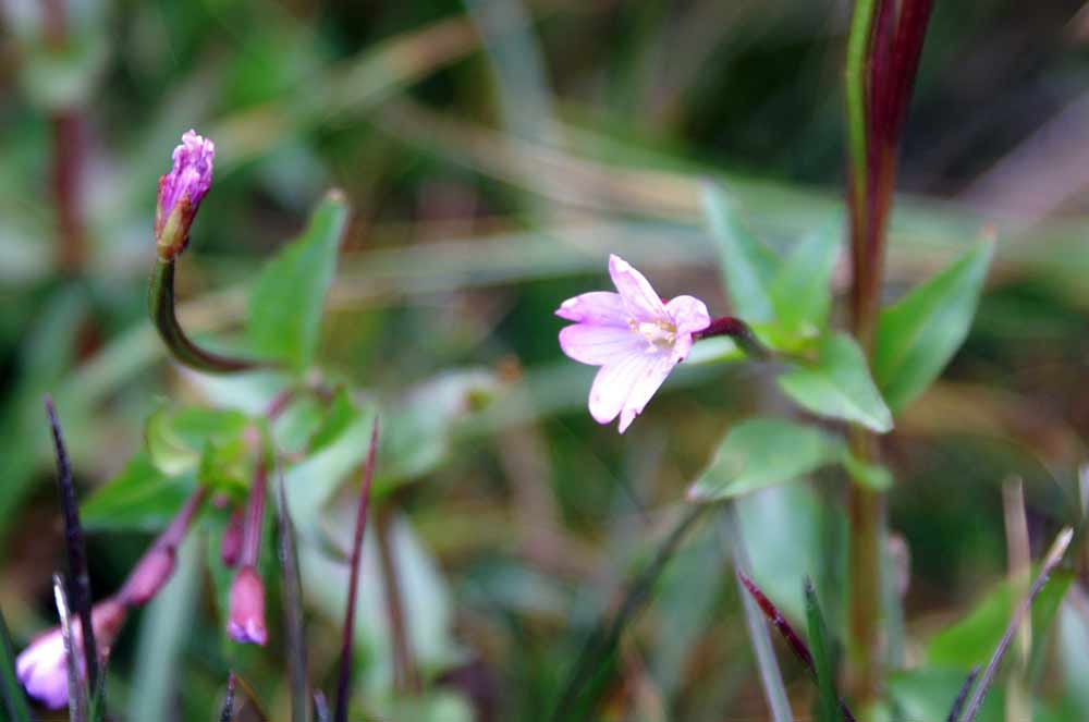 Val di Champorcher (AO) - Epilobium sp.