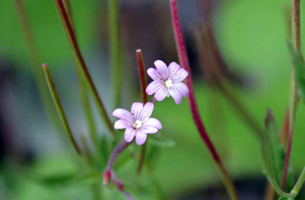 Val di Champorcher (AO) - Epilobium sp.