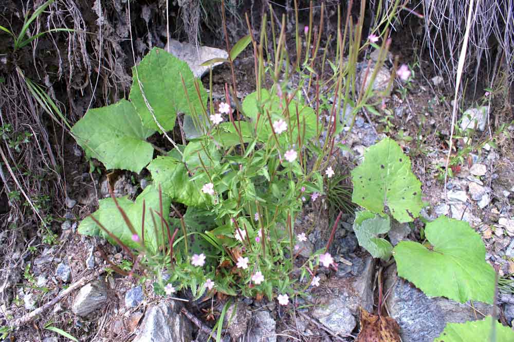 Val di Champorcher (AO) - Epilobium sp.