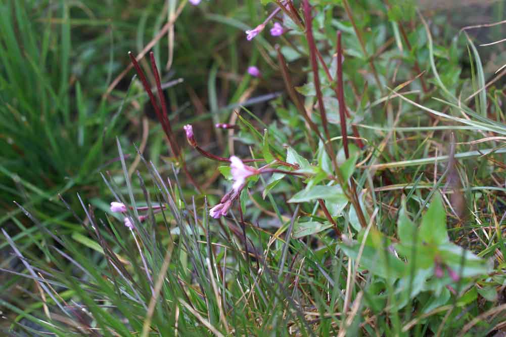 Val di Champorcher (AO) - Epilobium sp.